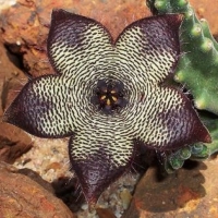 Stapelia villetiae