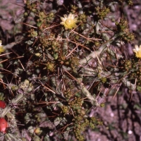 ޼ Cylindropuntia caribaea