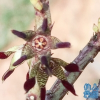 Caralluma adscendens