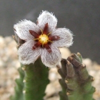 Ҷ Stapelia erectiflora