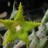  Orbea dummeri