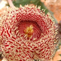  Huernia hystrix