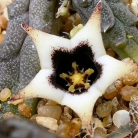 Ophionella mirkinii