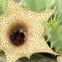Huernia barbata