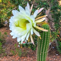 Echinopsis santiaguensis
