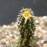 Echidnopsis angustiloba