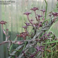 Ǻ Ceropegia cimiciodora
