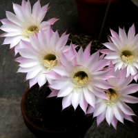 ��ë���� Echinopsis rhodotricha