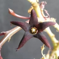 Caralluma stalagmifera