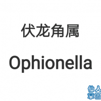  Ophionella