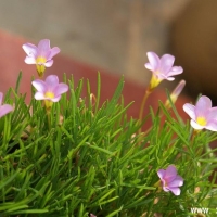 Oxalis polyphylla var. heptaphylla