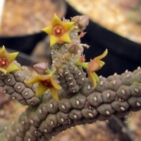 Echidnopsis socotrana
