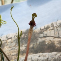 ħ Ceropegia geniculata