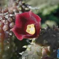 Echidnopsis archeri