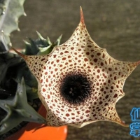 ������ Huernia kirkii