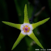 ̽ Stapelia flavopurpurea