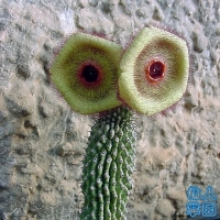 Hoodia currorii