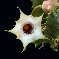  Huernia quinta