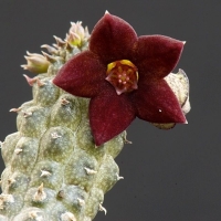 Echidnopsis bentii