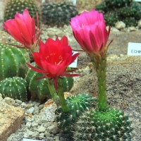 Echinopsis roseo-lilacina