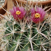 ������ Ferocactus fordii