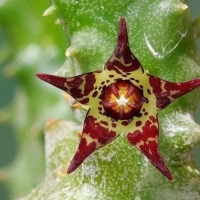 Quaqua acutiloba