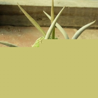 ������ Pseudolithos migiurtinus