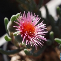 ˪ Phyllobolus tenuiflorus