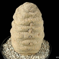 Pseudolithos eylensis
