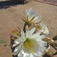 Echinopsis rubinghiana