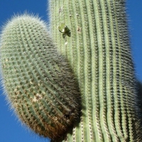 Echinopsis rivierei