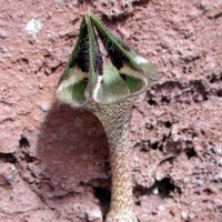ħ Ceropegia nilotica