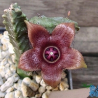 Duvaliandra dioscoridis
