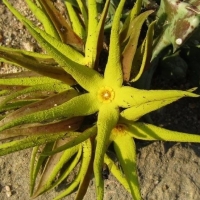 ħƤ Orbea lutea