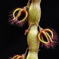Caralluma moniliformis