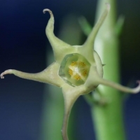 Boucerosia edulis