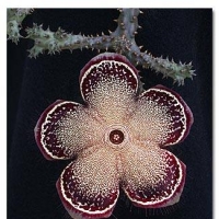 ˹̺ Edithcolea grandis