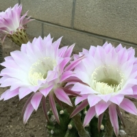 ��ë�� Echinopsis schelhasii