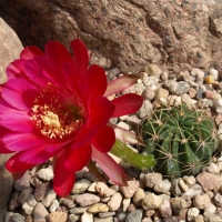 Echinopsis rauschii