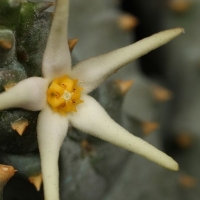 Quaqua aurea