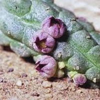 Echidnopsis uraiqatiana