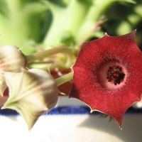  Huernia macrocarpa