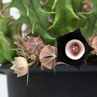 �۰߽����� Huernia oculata