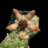 Rhytidocaulon arachnoideum
