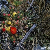 �Ӱ��� Austrocylindropuntia yanganucensis
