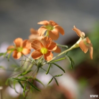 ϸҶ Oxalis gracilis