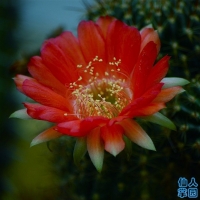 ������ Echinopsis sanguiniflora