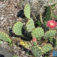 ���� Opuntia phaeacantha