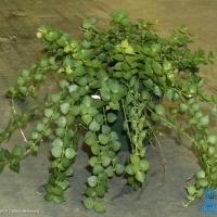 ħǯ Ceropegia radicans