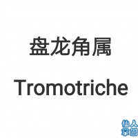 �������� Tromotriche